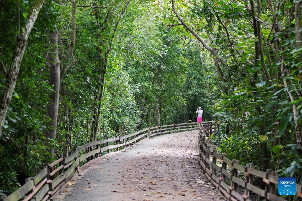 Tourists visit Singapore's Sungei Buloh Wetland Reserve