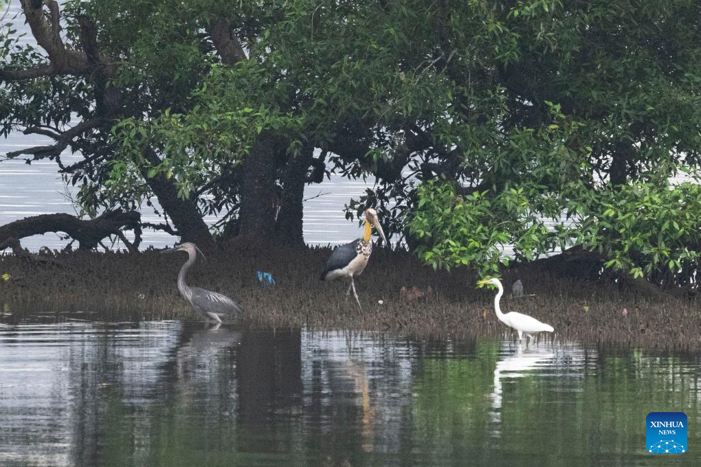 Tourists visit Singapore's Sungei Buloh Wetland Reserve