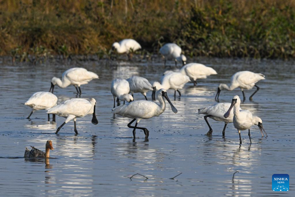 Black-faced spoonbills arrive at wetland in China's Hainan for wintering