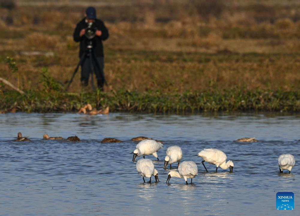 Black-faced spoonbills arrive at wetland in China's Hainan for wintering