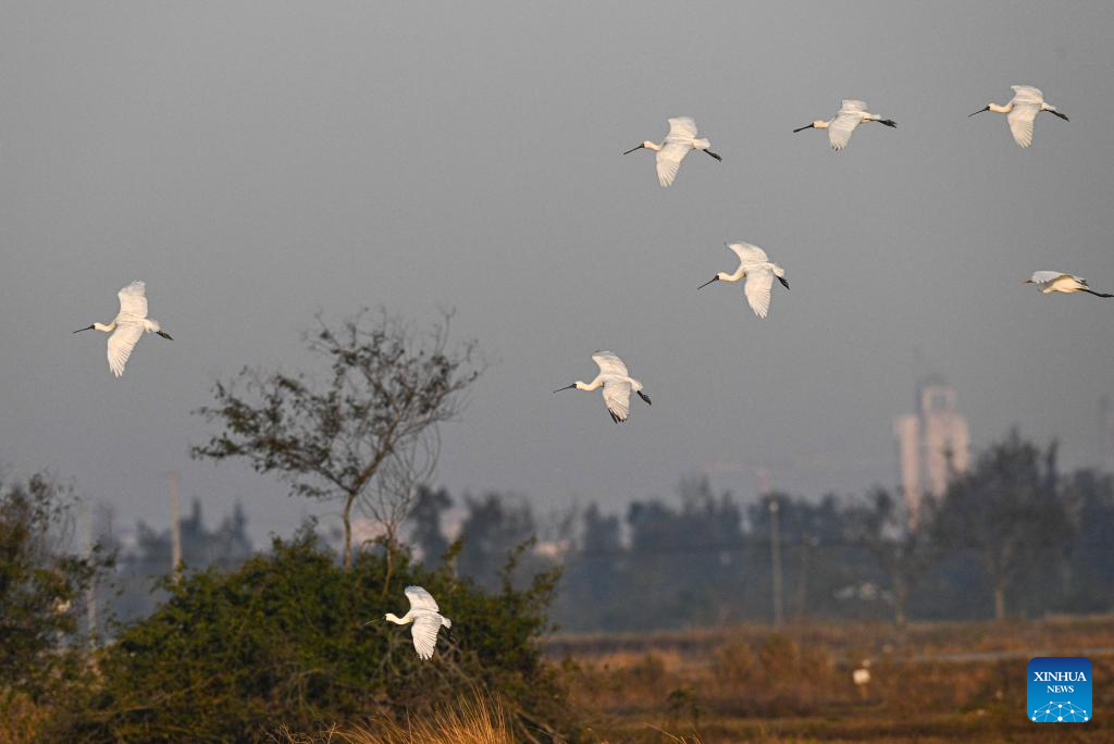 Black-faced spoonbills arrive at wetland in China's Hainan for wintering