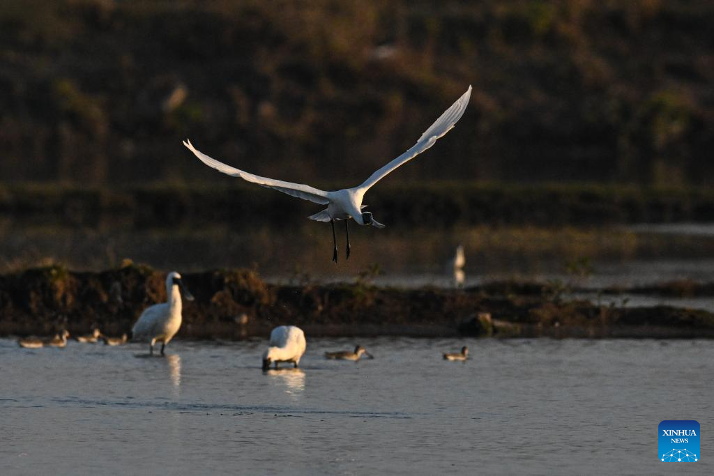 Black-faced spoonbills arrive at wetland in China's Hainan for wintering