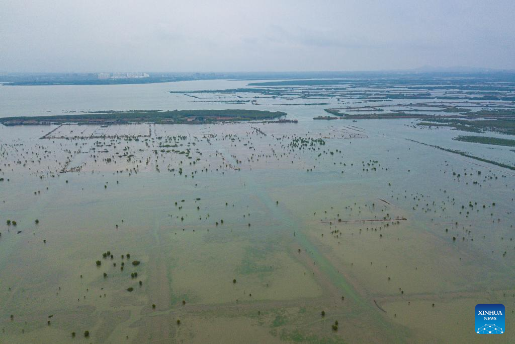 Black-faced spoonbills arrive at wetland in China's Hainan for wintering