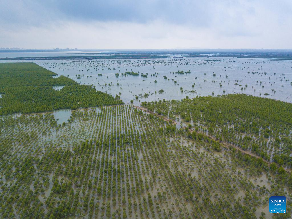 Black-faced spoonbills arrive at wetland in China's Hainan for wintering