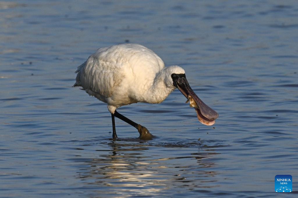 Black-faced spoonbills arrive at wetland in China's Hainan for wintering