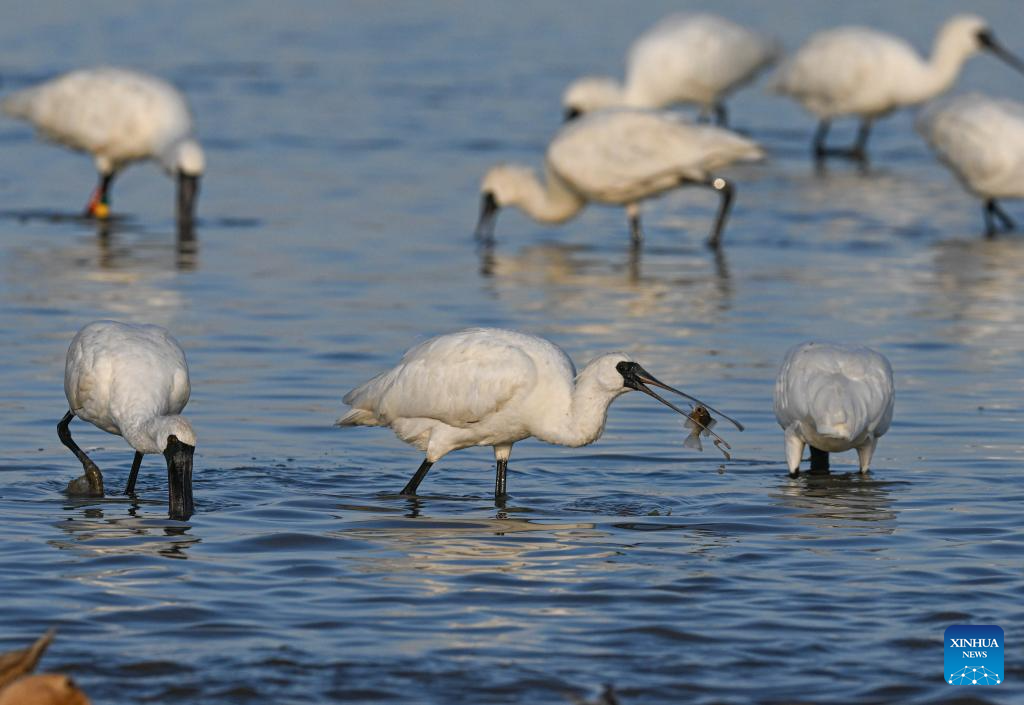 Black-faced spoonbills arrive at wetland in China's Hainan for wintering