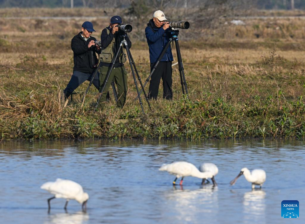 Black-faced spoonbills arrive at wetland in China's Hainan for wintering