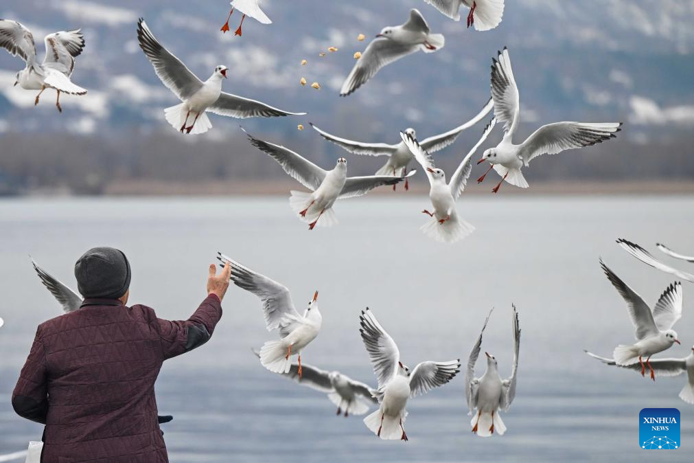 Birds seen at Lake Ohrid in North Macedonia