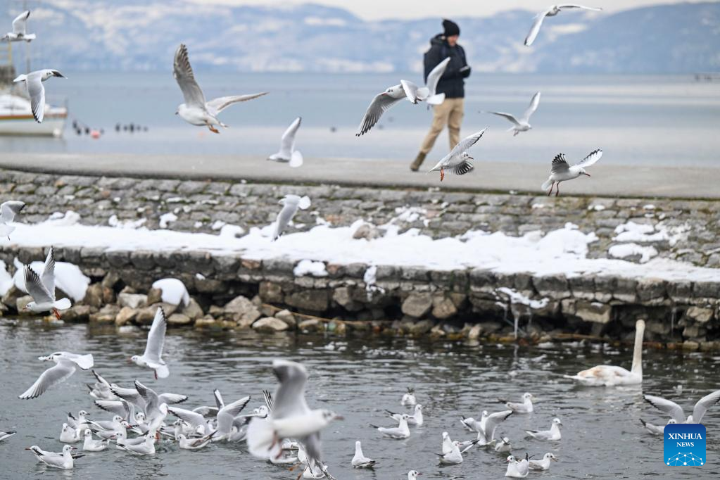 Birds seen at Lake Ohrid in North Macedonia