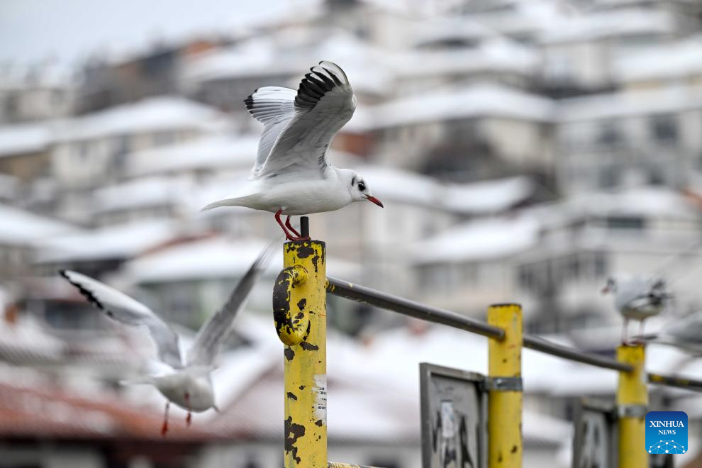 Birds seen at Lake Ohrid in North Macedonia