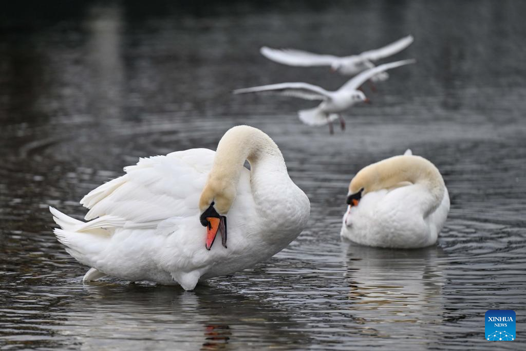 Birds seen at Lake Ohrid in North Macedonia