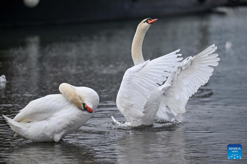 Birds seen at Lake Ohrid in North Macedonia