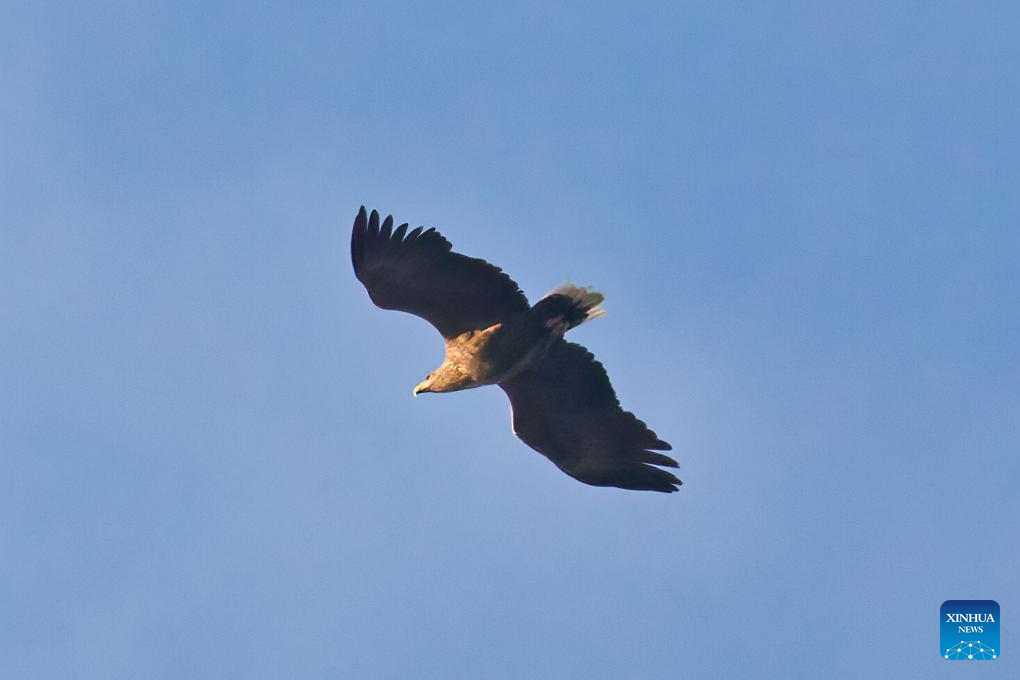 White-tailed sea eagle spotted in Vladivostok, Russia