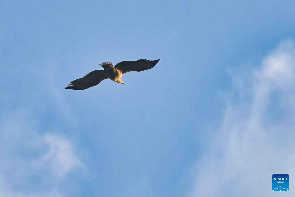 White-tailed sea eagle spotted in Vladivostok, Russia