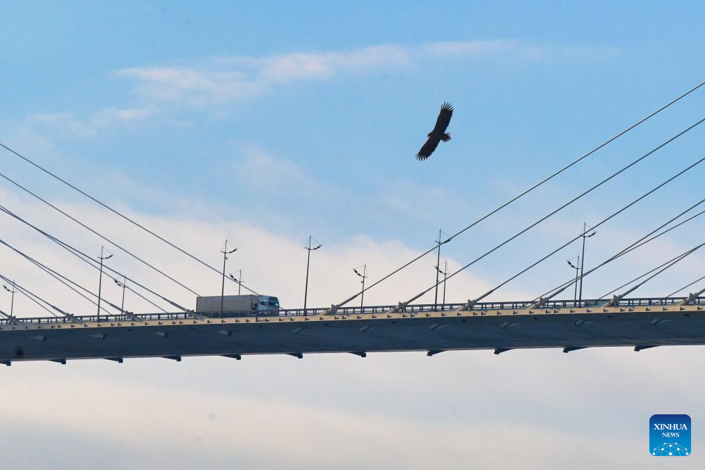 White-tailed sea eagle spotted in Vladivostok, Russia