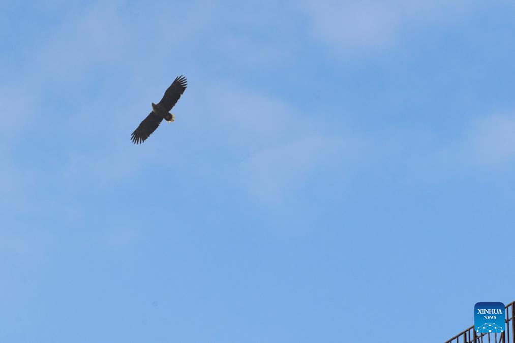 White-tailed sea eagle spotted in Vladivostok, Russia