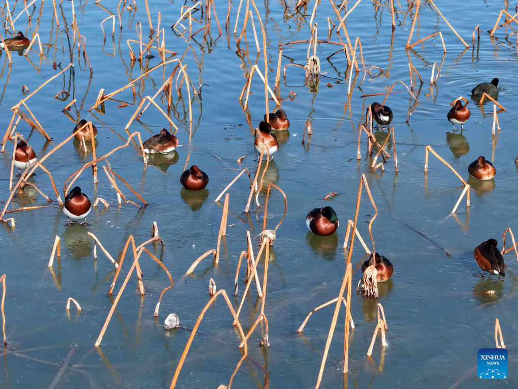 Critically-endangered ducks spotted in N China nature reserve