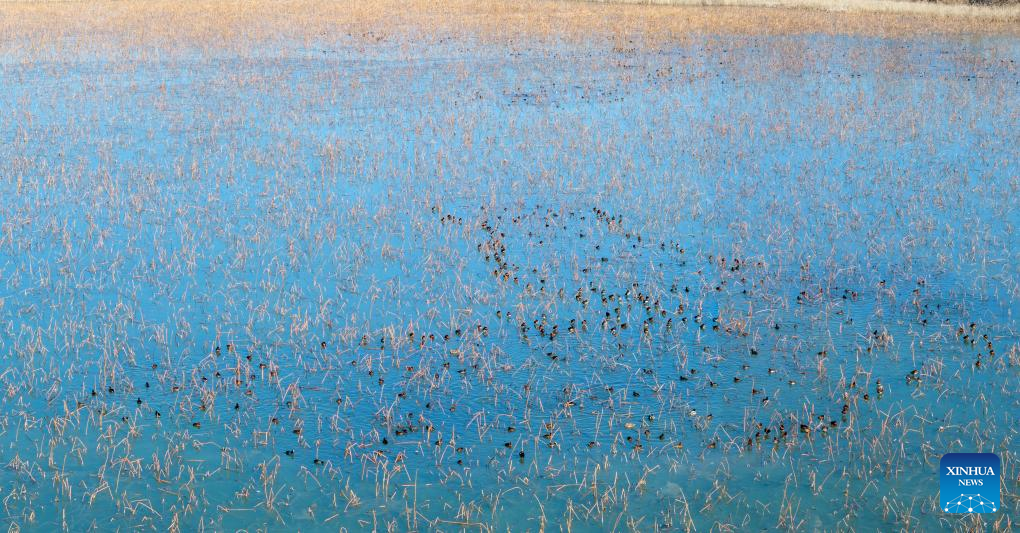 Critically-endangered ducks spotted in N China nature reserve