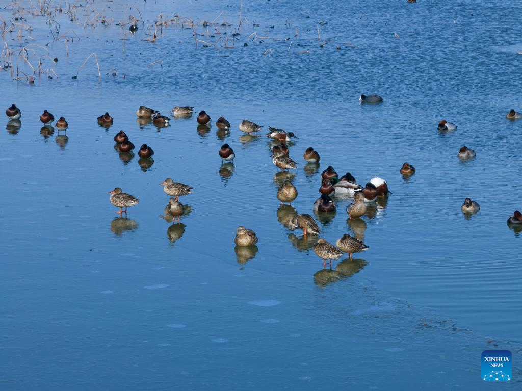 Critically-endangered ducks spotted in N China nature reserve