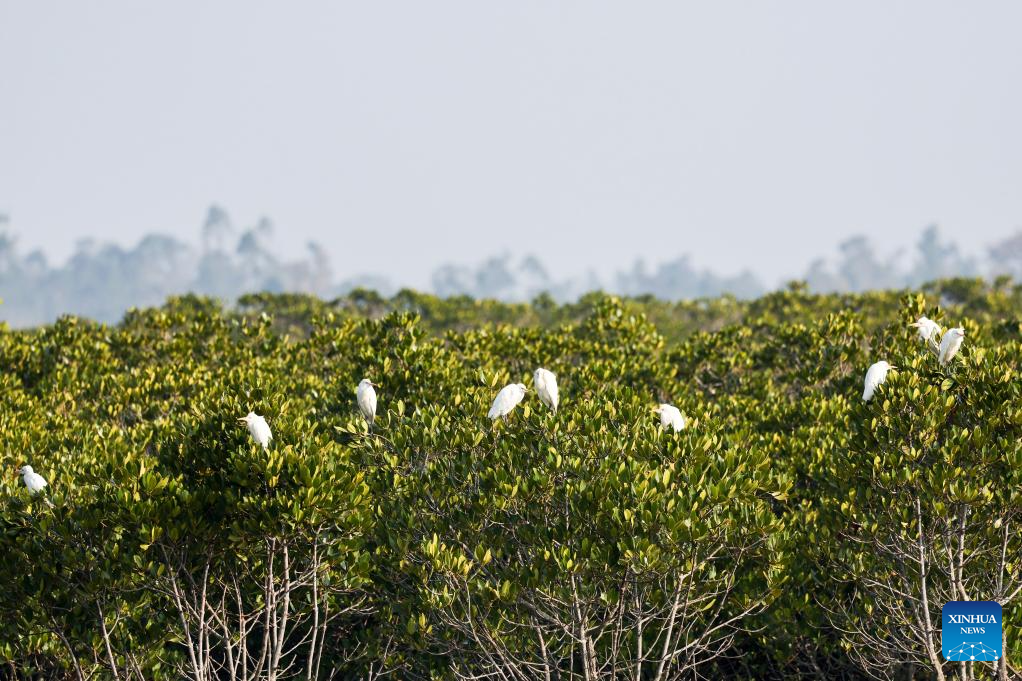 Hainan attracts migrant birds wintering thanks to improved ecological environment