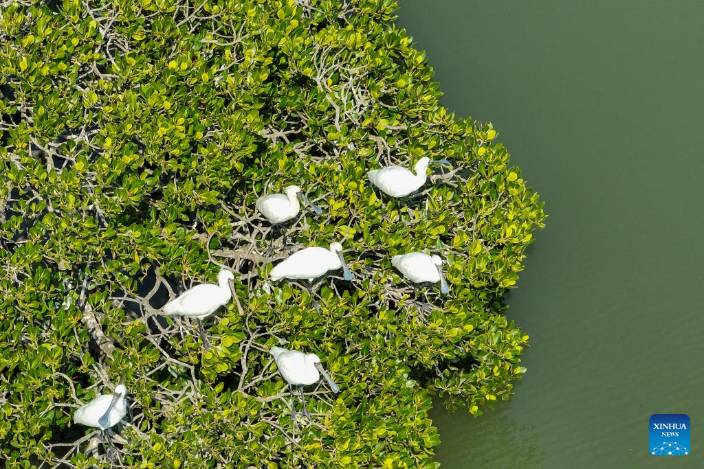 Hainan attracts migrant birds wintering thanks to improved ecological environment