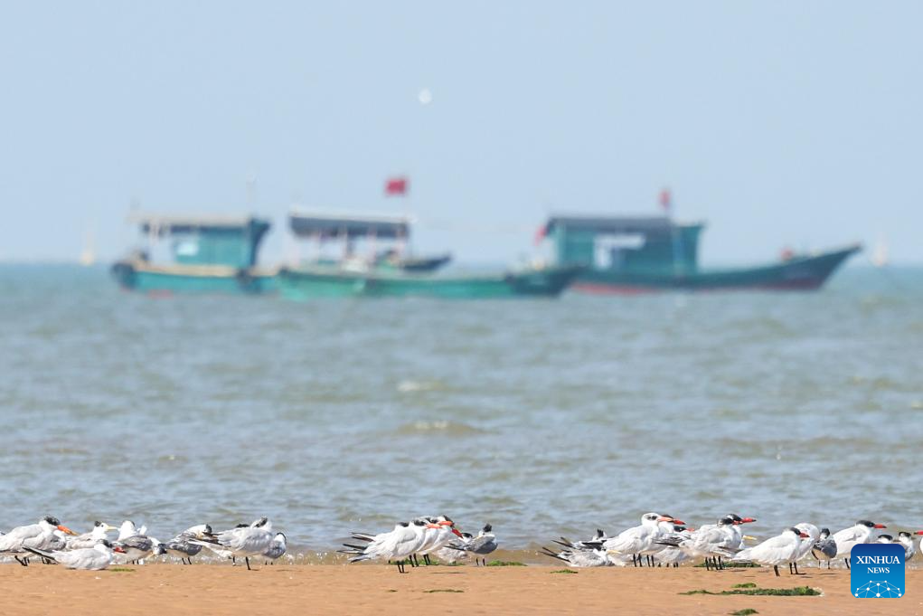 Hainan attracts migrant birds wintering thanks to improved ecological environment