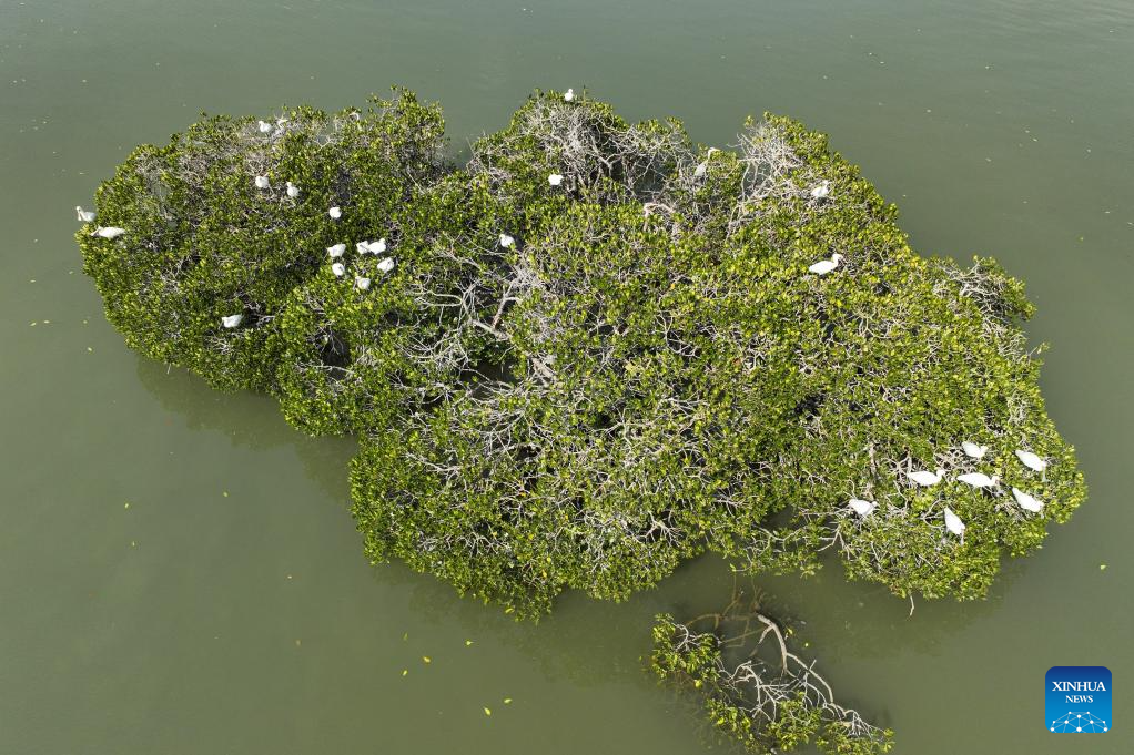 Hainan attracts migrant birds wintering thanks to improved ecological environment