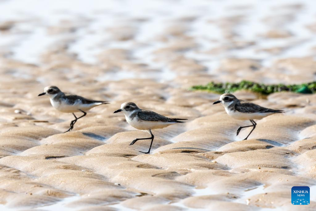 Hainan attracts migrant birds wintering thanks to improved ecological environment