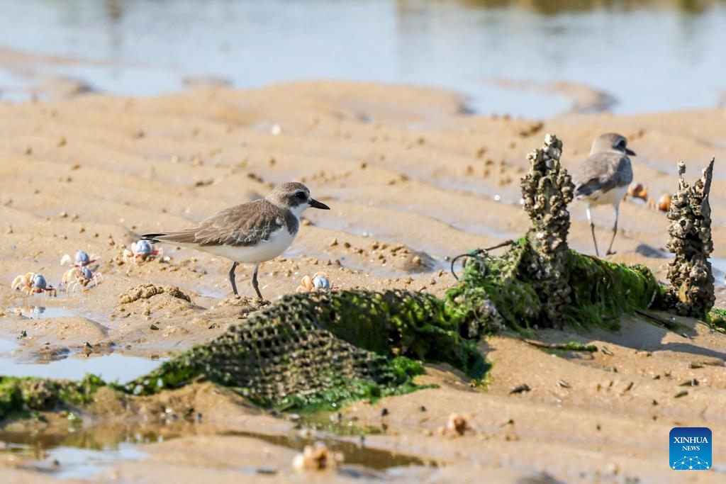 Hainan attracts migrant birds wintering thanks to improved ecological environment