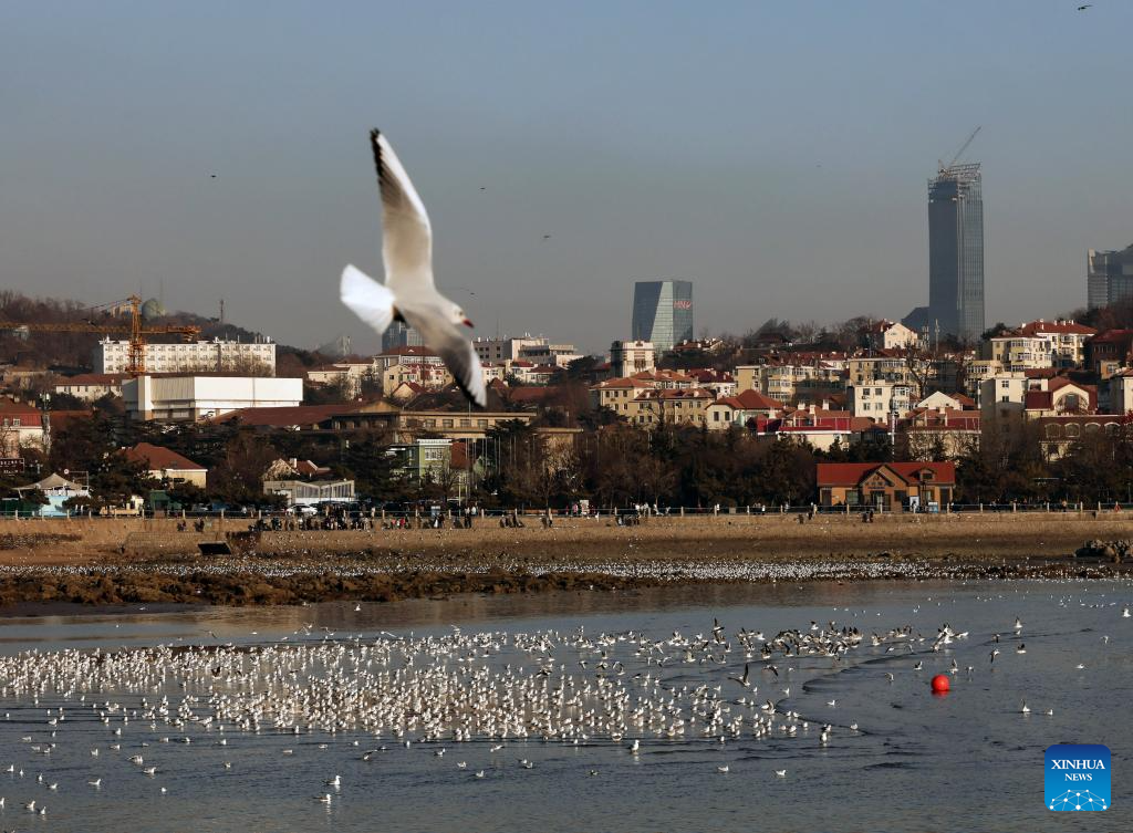 Seagulls seen at Zhanqiao Bridge scenic spot in Qingdao