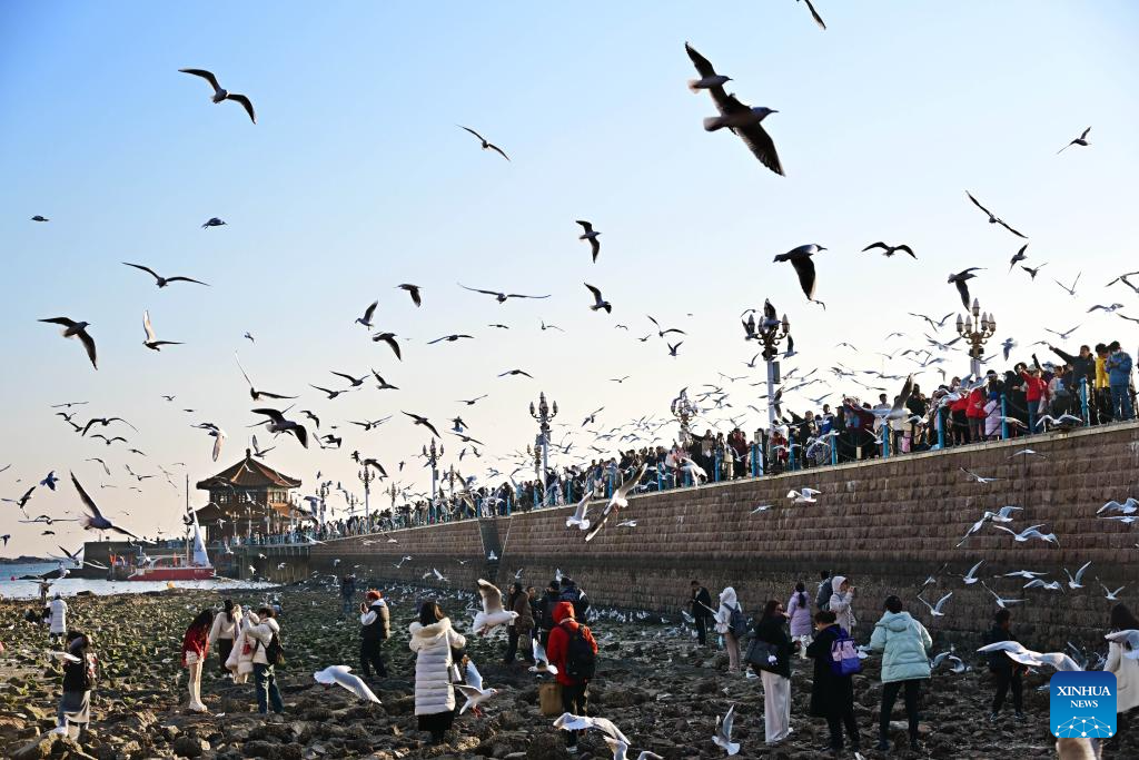 Seagulls seen at Zhanqiao Bridge scenic spot in Qingdao