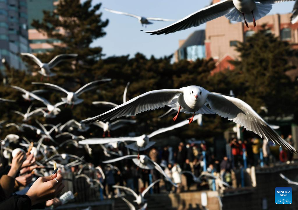 Seagulls seen at Zhanqiao Bridge scenic spot in Qingdao