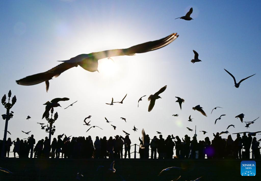 Seagulls seen at Zhanqiao Bridge scenic spot in Qingdao