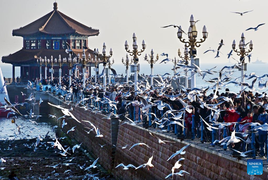 Seagulls seen at Zhanqiao Bridge scenic spot in Qingdao