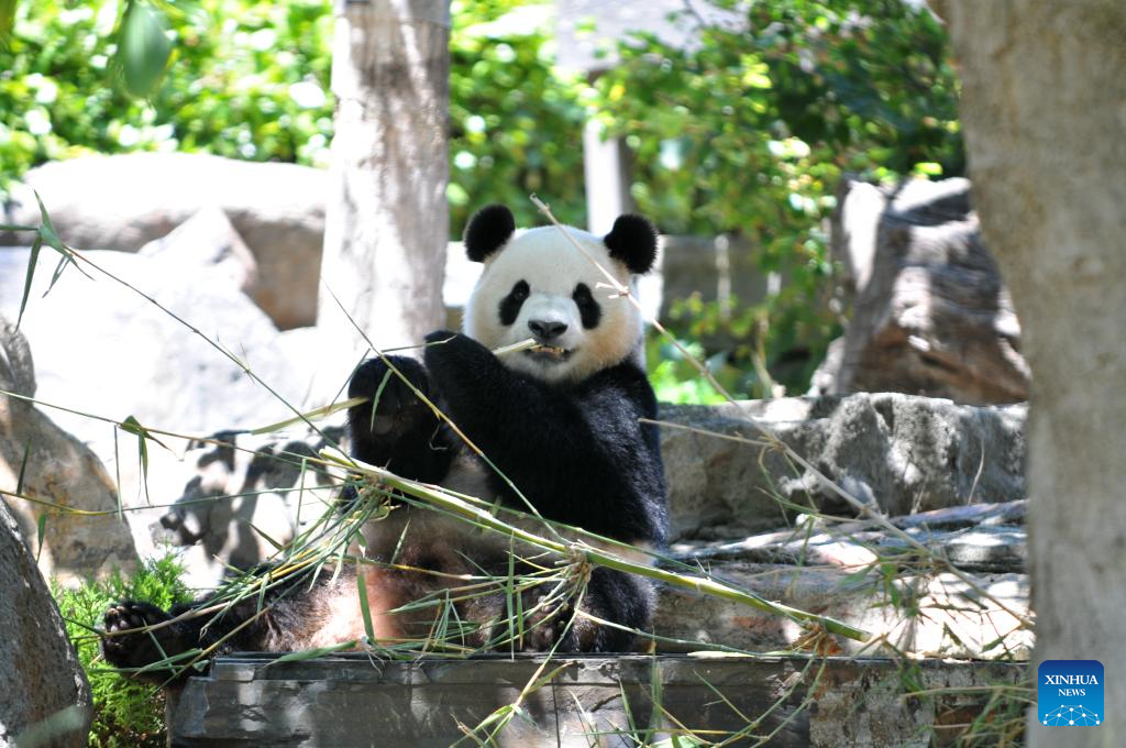 New pair of giant pandas make debut in South Australia