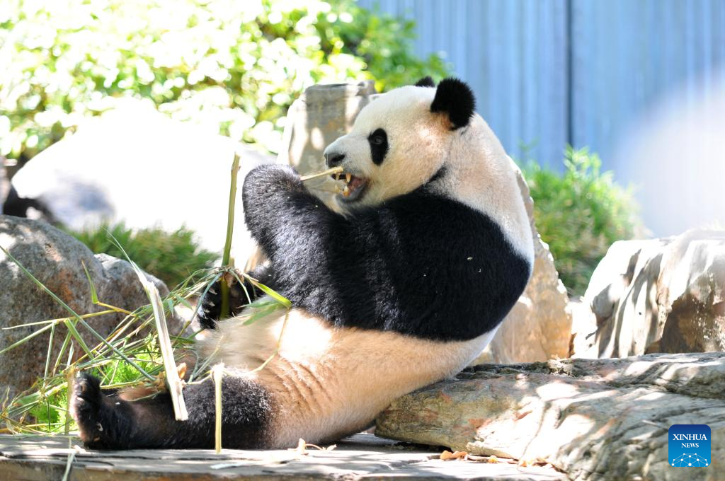 New pair of giant pandas make debut in South Australia