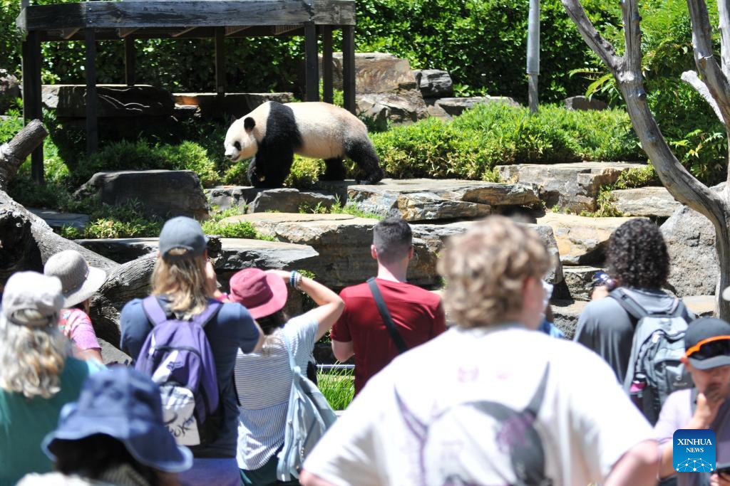 New pair of giant pandas make debut in South Australia