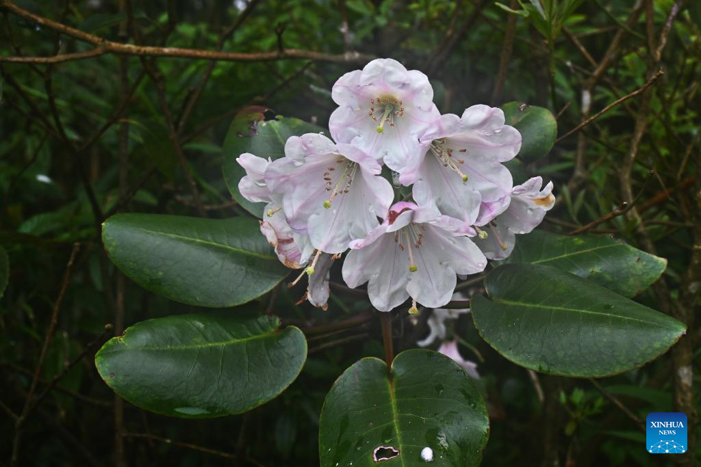 New Rhododendron species discovered in south China