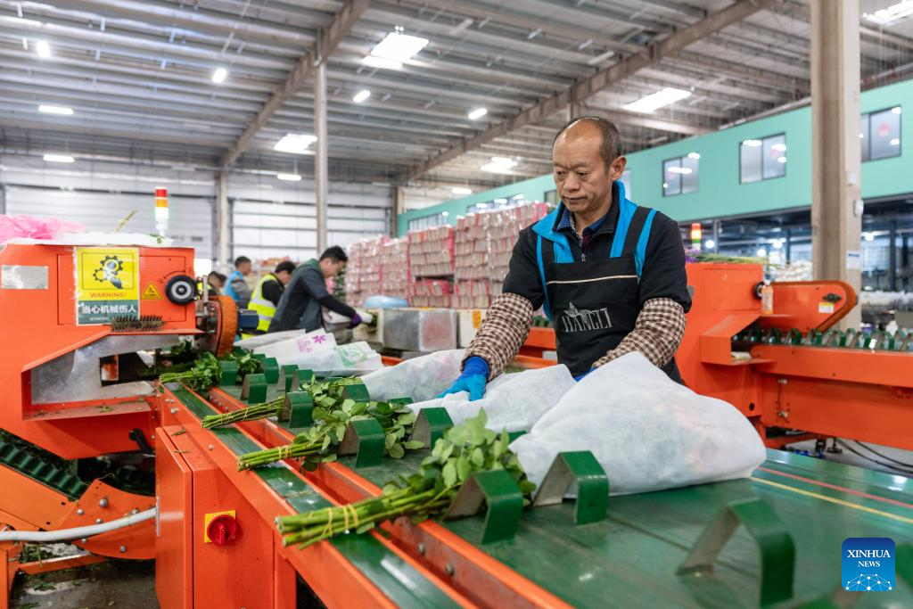 Flower markets in Kunming enter peak sales season as Spring Festival approaches