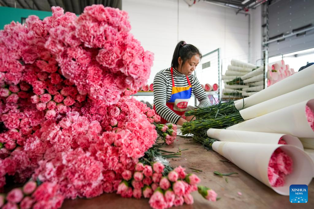 Flower markets in Kunming enter peak sales season as Spring Festival approaches