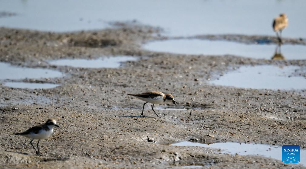 Ecosystem, biodiversity of Haiwei wetland effectively protected in S China