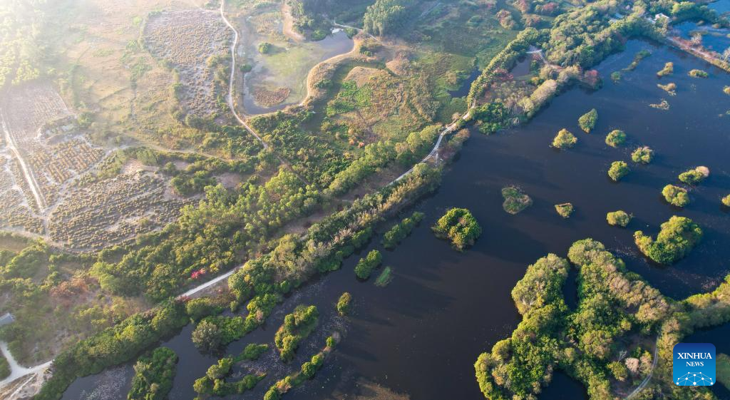 Ecosystem, biodiversity of Haiwei wetland effectively protected in S China