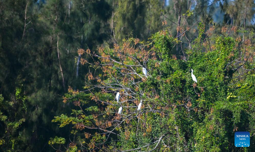 Ecosystem, biodiversity of Haiwei wetland effectively protected in S China