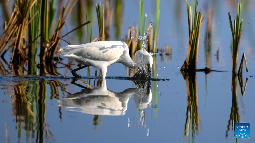 Ecosystem, biodiversity of Haiwei wetland effectively protected in S China