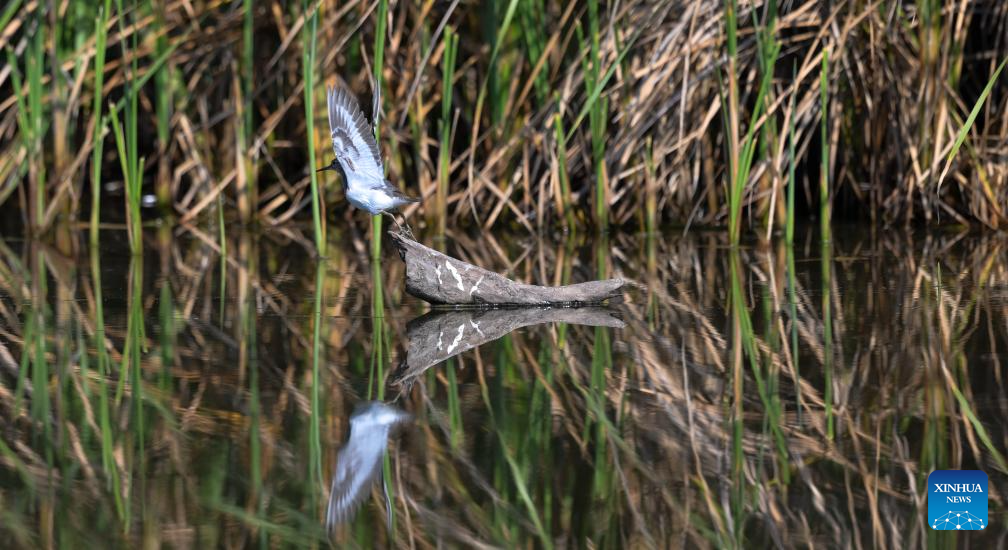 Ecosystem, biodiversity of Haiwei wetland effectively protected in S China