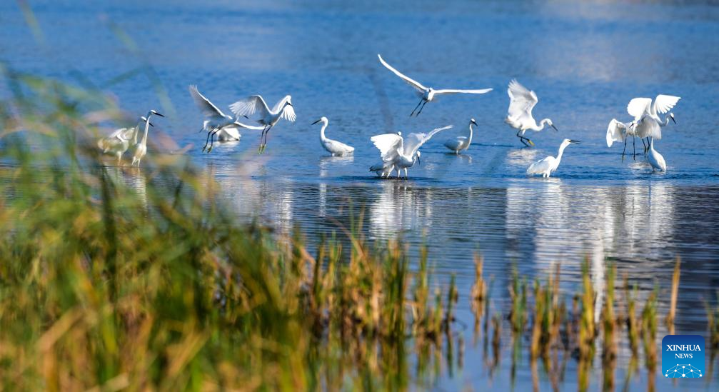 Ecosystem, biodiversity of Haiwei wetland effectively protected in S China