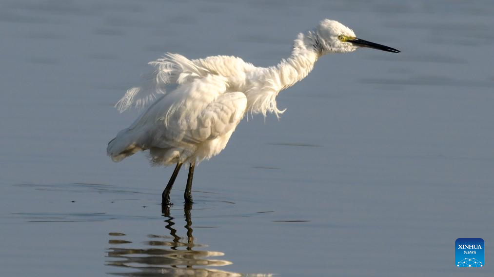 Ecosystem, biodiversity of Haiwei wetland effectively protected in S China