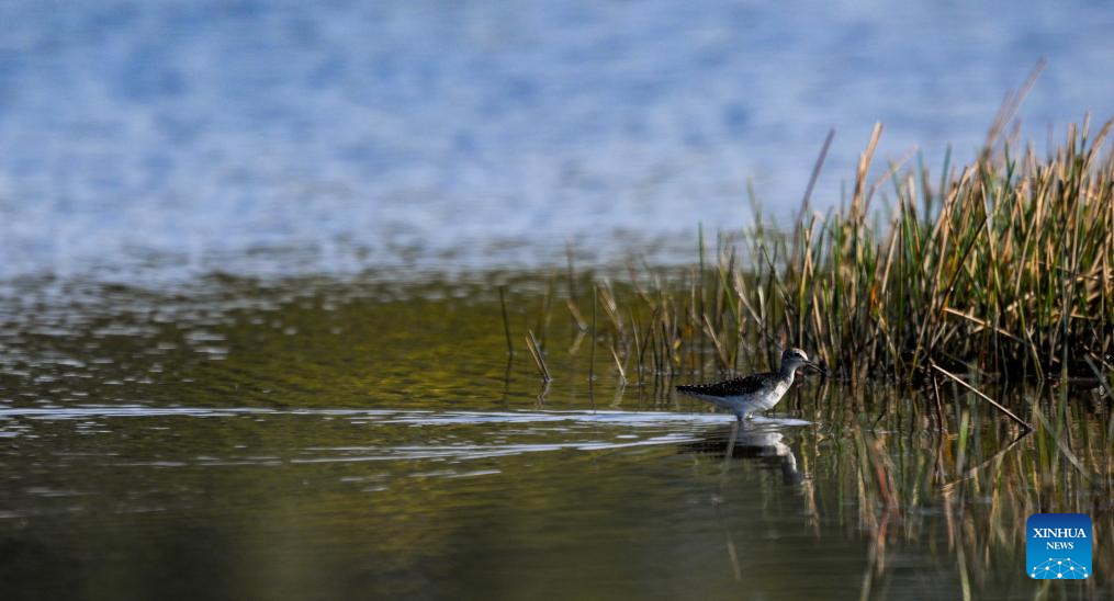 Ecosystem, biodiversity of Haiwei wetland effectively protected in S China