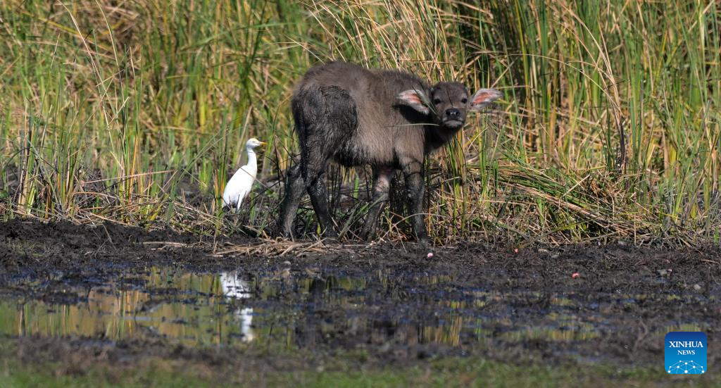 Ecosystem, biodiversity of Haiwei wetland effectively protected in S China