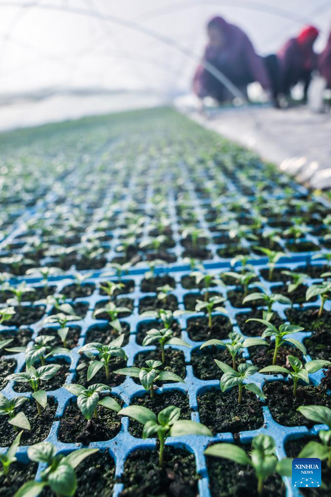 Farmers busy cultivating seedlings and sowing seeds in Jiaxing, E China